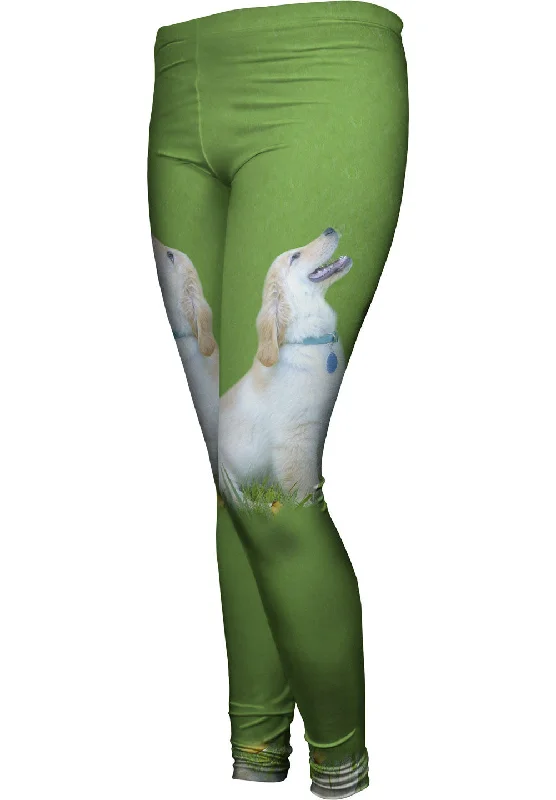 Singing Golden Retriever Compression